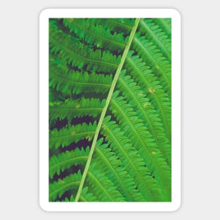 Summer Fern Sticker